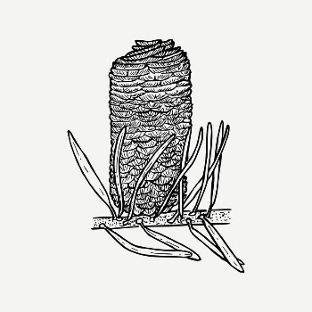 Pine tree branch clipart, conifer | Free PSD Illustration - rawpixel