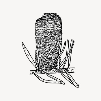 Pine tree branch collage element, | Free Vector Illustration - rawpixel