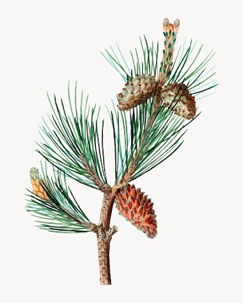 Pine tree branch | Free stock vector - 569155