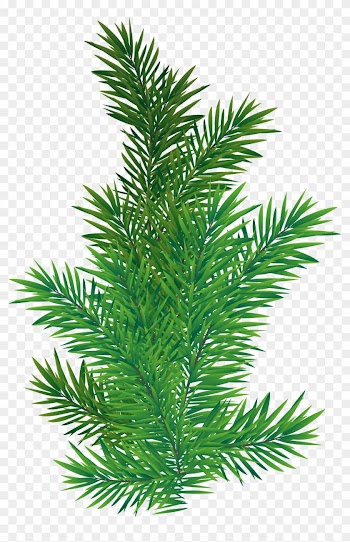 Pine Tree Branch Png