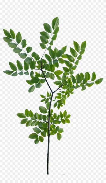 Pine Tree Branch Vector - Tree Branch Texture Png