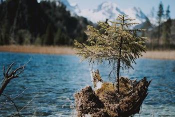 Pine Tree by the Lake