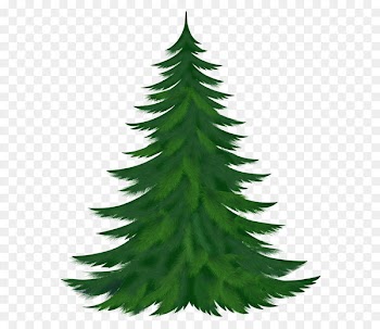 Pine Tree Clip art - Transparent Pine Tree PNG Picture 