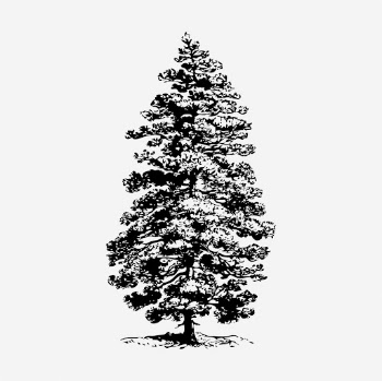Pine tree clipart, botanical vintage | Free Vector - rawpixel