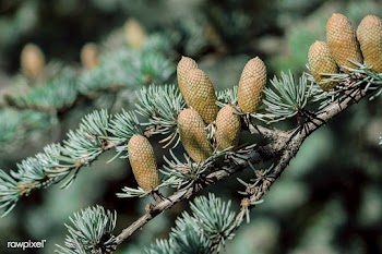 Pine tree closeup | Free stock photo - 436731