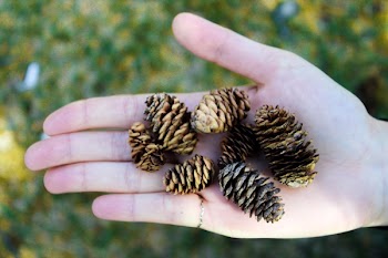 Pine Tree Cons on Person's Palm