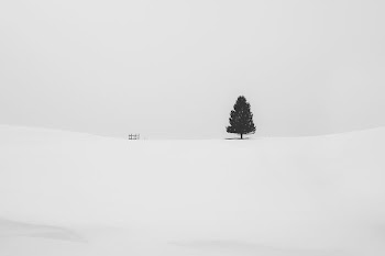 pine tree covered with snow