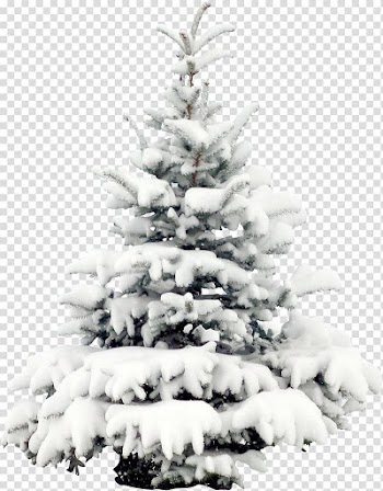 Pine tree covered with snow , Snow Tree Pine Christmas , Snow pine transparent background PNG clipart