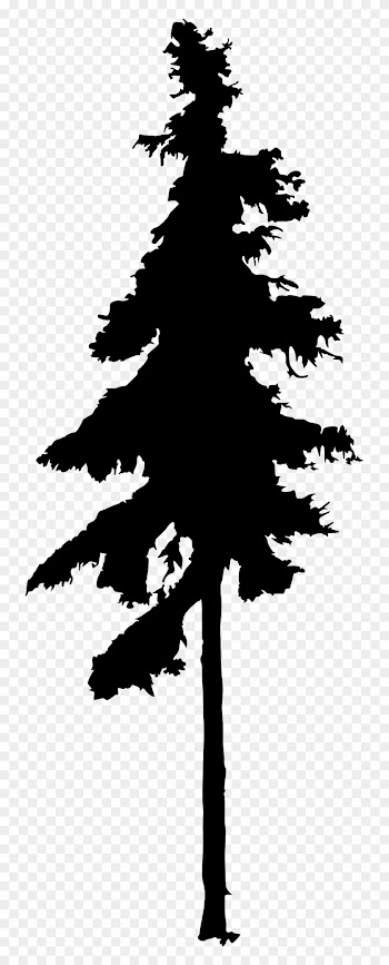 Pine Tree Drawing - Tall Pine Tree Silhouette