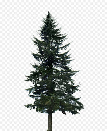 Pine Tree Fir Clip art - trees 