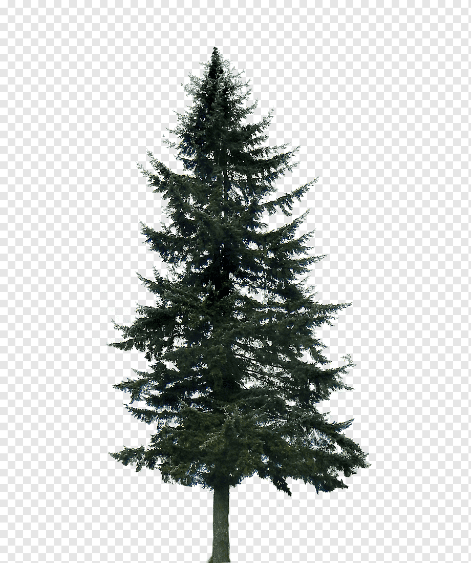 Pine Tree Fir, trees, branch, christmas Decoration, silhouette png