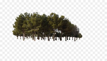 Pine Tree Forest - Jungle tree woods forest 