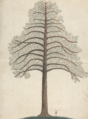 Pine Tree | Free Photo - rawpixel