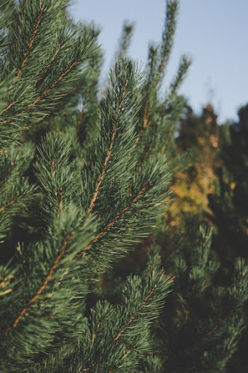 Pine Tree Leaves
