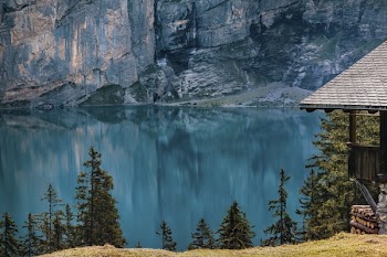 Pine Tree Near Body of Water