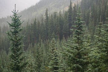 pine tree on mountain during daytime