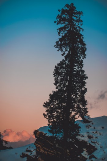Pine Tree on Snow Covered Hill Under White and Blue Sky at Daytime