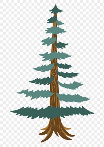 Pine tree png sticker, nature | Free PNG Sticker - rawpixel