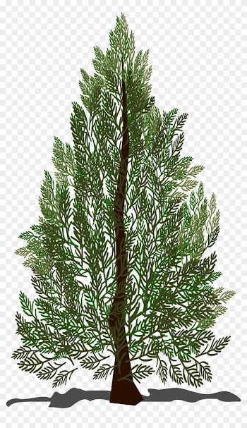 Pine Tree - Pre-lit Tree