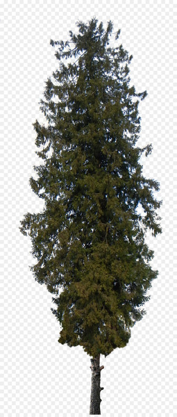 Pine Tree Shrub Cedar Clip art - pine tree 