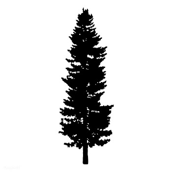 Pine tree silhouette on white background | Free stock vector - 488614