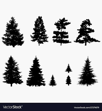 Pine tree silhouette vector image