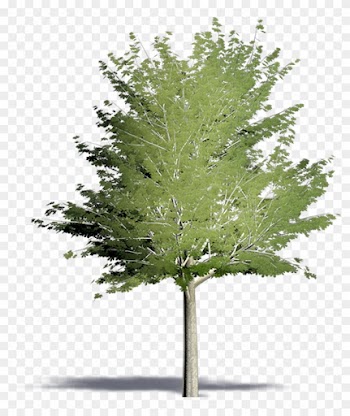 Pine Tree Small Cutout