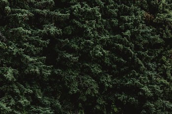 Pine Tree Texture Dark Greens