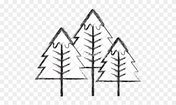 Pine Tree - Tree