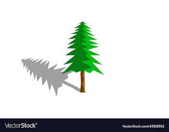 pine tree with white background