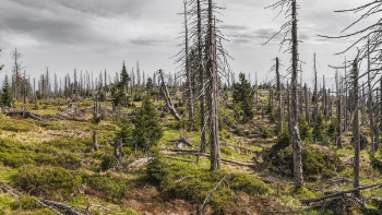 Pine Trees