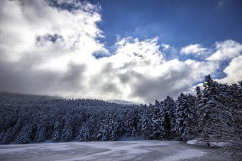 Pine Trees