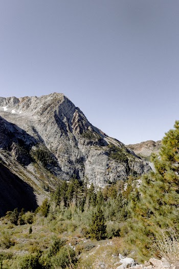 Pine Trees and Gray Mountain
