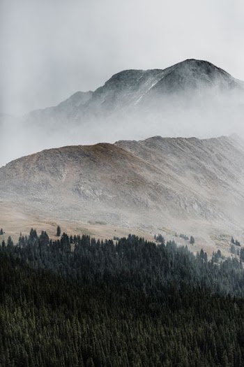 pine trees and rocky mountain surrounded with fog