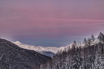 pine trees and snow-covered land formation