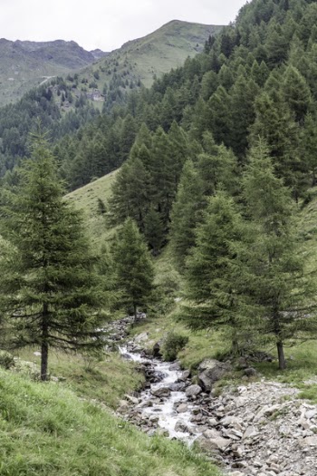 Pine Trees at Mountain Valley