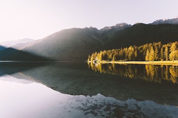 pine trees beside calm body of water
