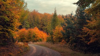 Pine Trees Between Empty Road