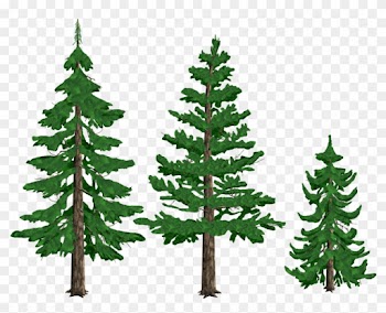 Pine Trees By Tyke44060 On Deviantart - Pine Tree Drawing Png