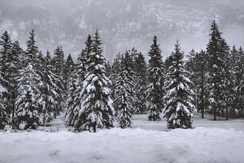 pine trees covered with snow