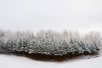 pine trees covered with snow
