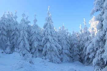 Pine Trees Covered With Snow