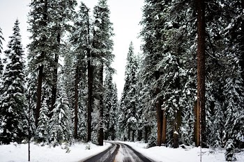 pine trees during daytime