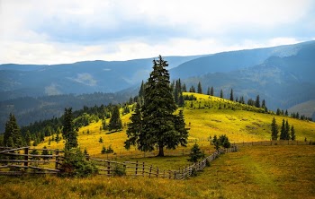 Pine Trees Field Near Mountains during Daytime