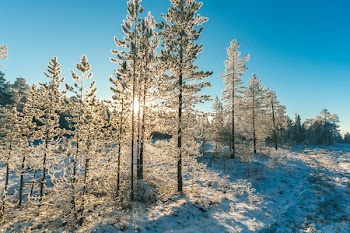 Pine Trees Field With Snow