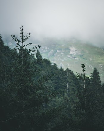 Pine Trees in Forest