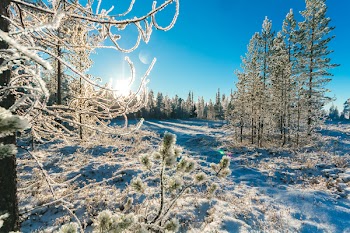 Pine Trees in Winter