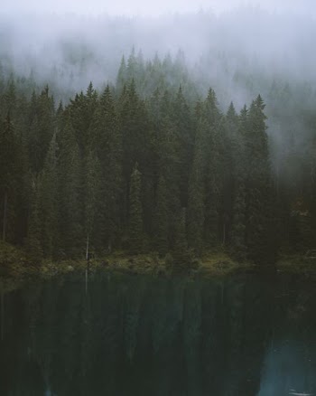 pine trees near body of water