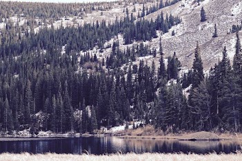 pine trees near body of water