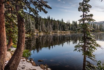 Pine Trees Near Body of Water 